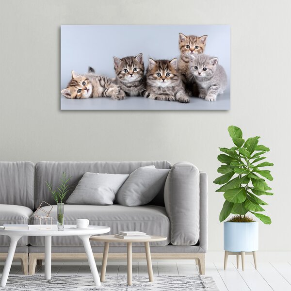 Tablou pe pânză canvas cinci pisici