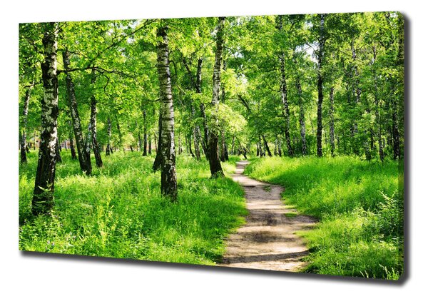 Print pe canvas pădurea de mesteacăn
