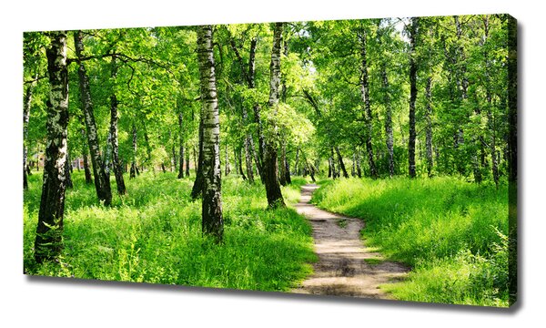 Print pe canvas pădurea de mesteacăn