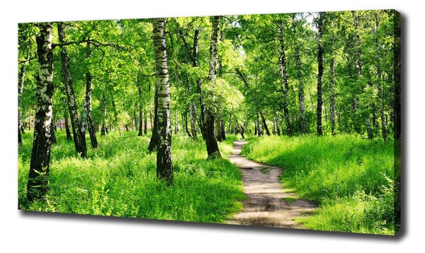 Print pe canvas pădurea de mesteacăn