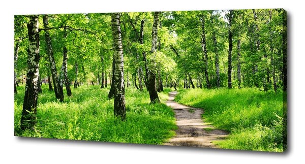 Print pe canvas pădurea de mesteacăn