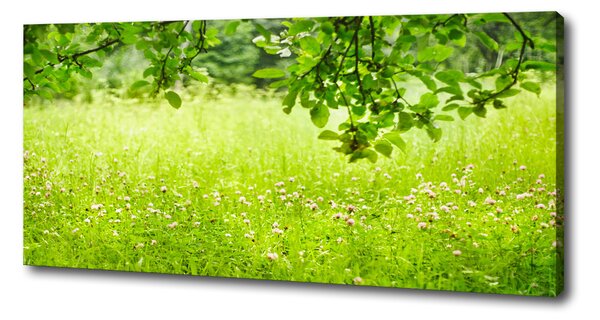 Tablou pe pânză canvas pajiște verde
