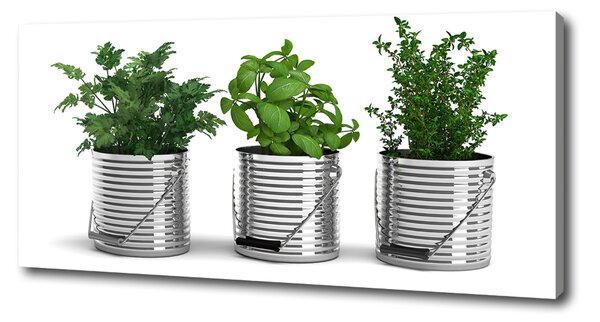 Tablou pe pânză canvas plante aromatice