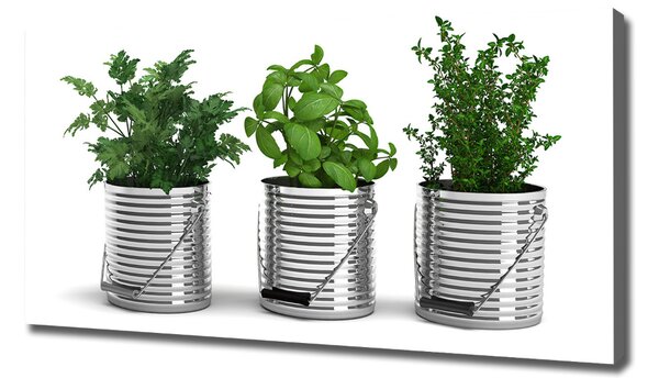 Tablou pe pânză canvas plante aromatice