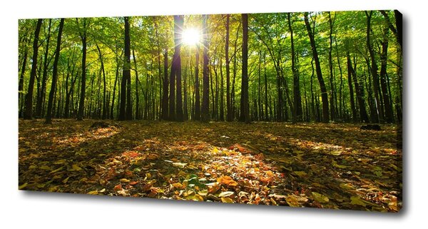 Print pe canvas pădure