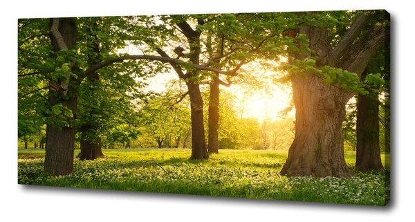 Tablouri tipărite pe pânză Copaci în parc