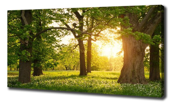 Tablouri tipărite pe pânză Copaci în parc