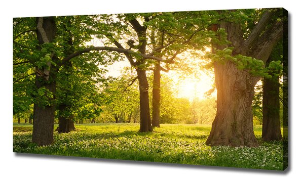 Tablouri tipărite pe pânză Copaci în parc