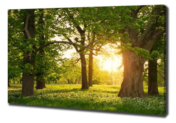Tablouri tipărite pe pânză Copaci în parc
