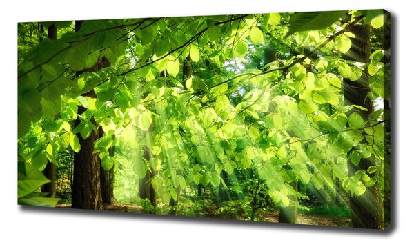 Tablou pe pânză canvas frunze de fag