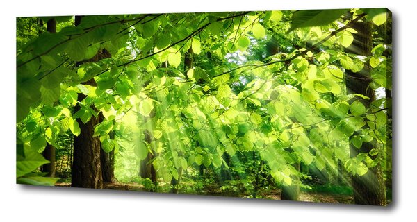 Tablou pe pânză canvas frunze de fag