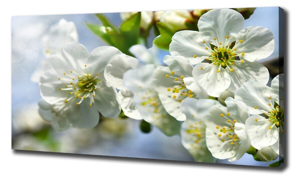 Pictură pe pânză floare de cires