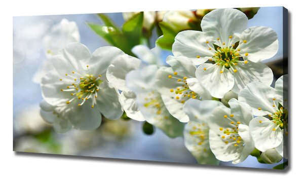 Pictură pe pânză floare de cires