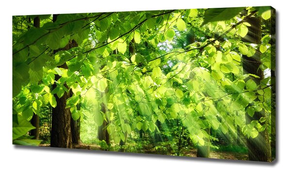 Tablou pe pânză canvas frunze de fag