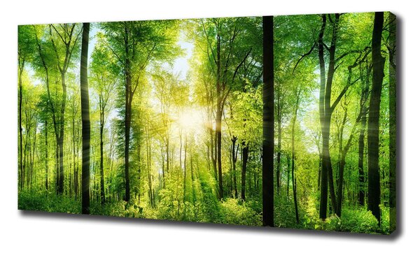 Tablou canvas Pădurea în soare