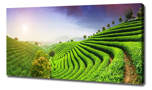Print pe canvas plantație de ceai