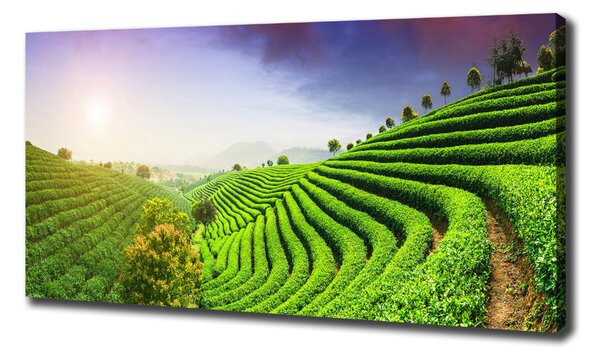 Print pe canvas plantație de ceai