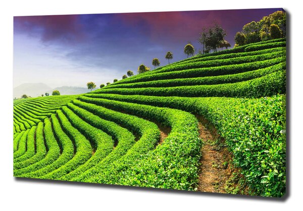 Print pe canvas plantație de ceai