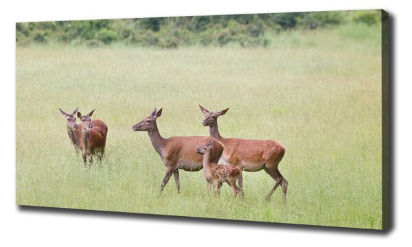 Print pe pânză Deer cu tinere