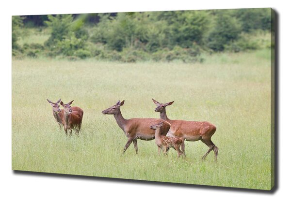 Print pe pânză Deer cu tinere