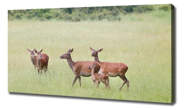 Print pe pânză Deer cu tinere