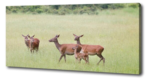 Print pe pânză Deer cu tinere