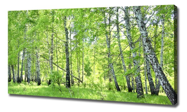 Imprimare tablou canvas pădurea de mesteacăn