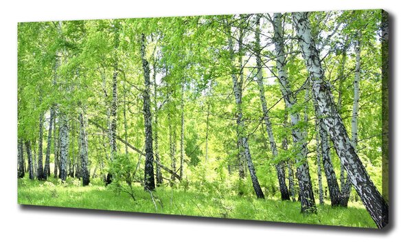 Imprimare tablou canvas pădurea de mesteacăn