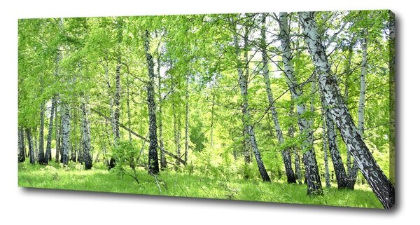 Imprimare tablou canvas pădurea de mesteacăn