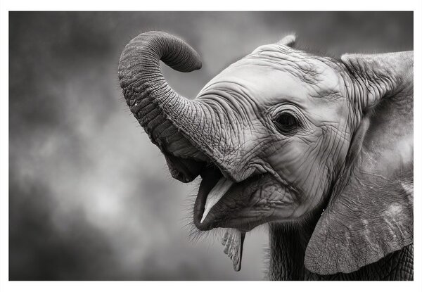 Tablou pui de elefant în alb-negru