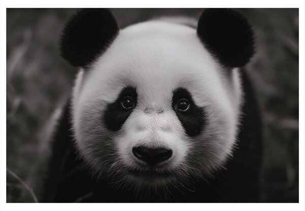 Tablou panda drăgălașă în natură