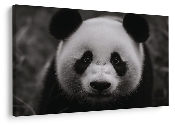 Tablou panda drăgălașă în natură