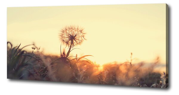 Tablou canvas Păpădie