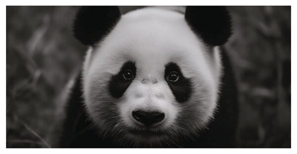 Tablou panda alb-negru zâmbitoare