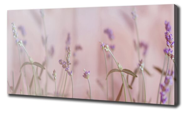 Imprimare tablou canvas Lavandă