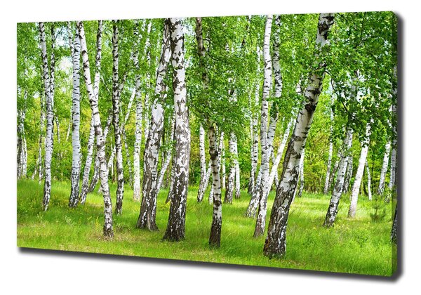 Tablou canvas pădurea de mesteacăn
