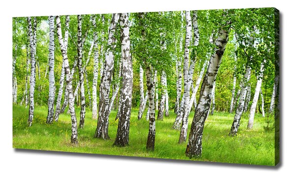 Tablou canvas pădurea de mesteacăn
