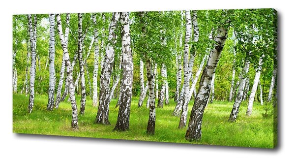 Tablou canvas pădurea de mesteacăn