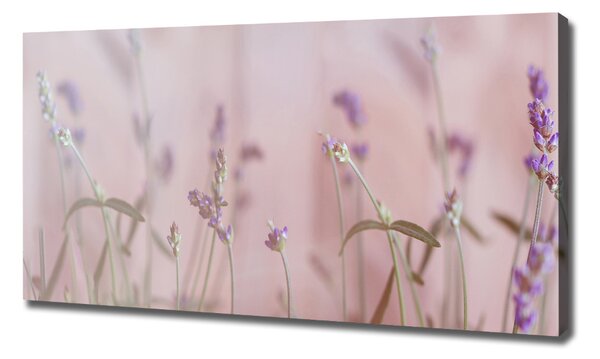 Imprimare tablou canvas Lavandă