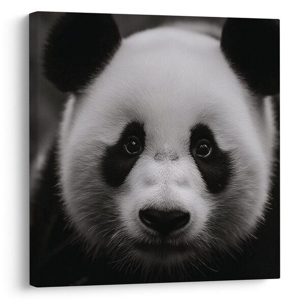 Tablou panda pe fundal negru