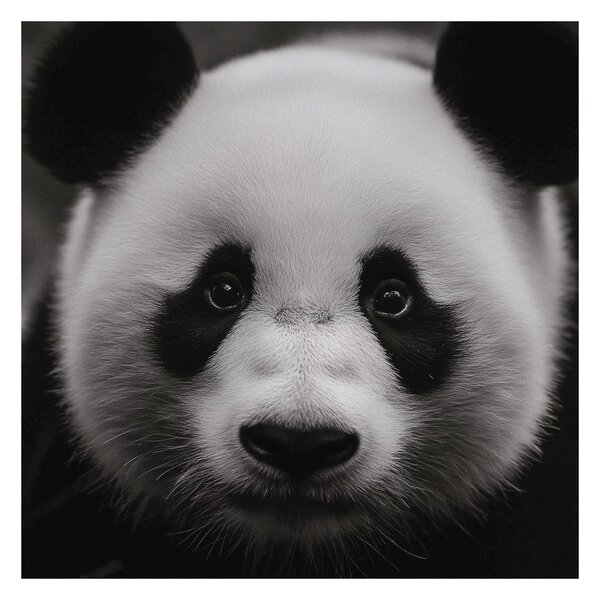Tablou panda pe fundal negru