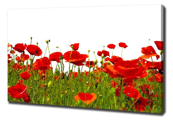 Print pe pânză wildflowers maci