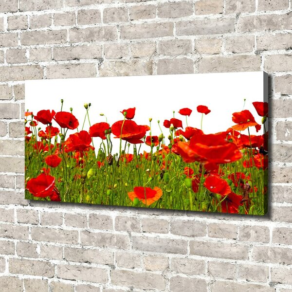 Print pe pânză wildflowers maci
