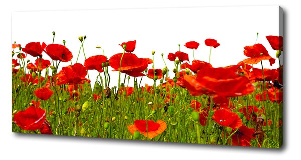 Print pe pânză wildflowers maci