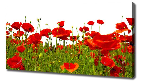 Print pe pânză wildflowers maci