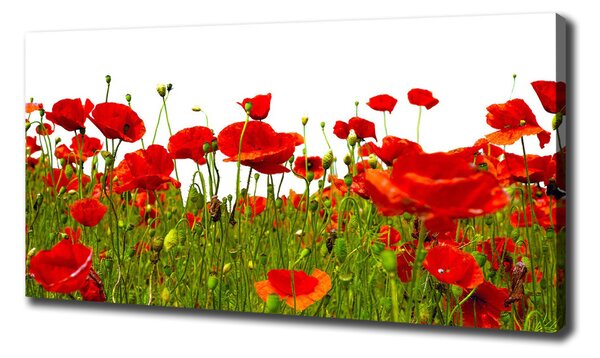 Print pe pânză wildflowers maci