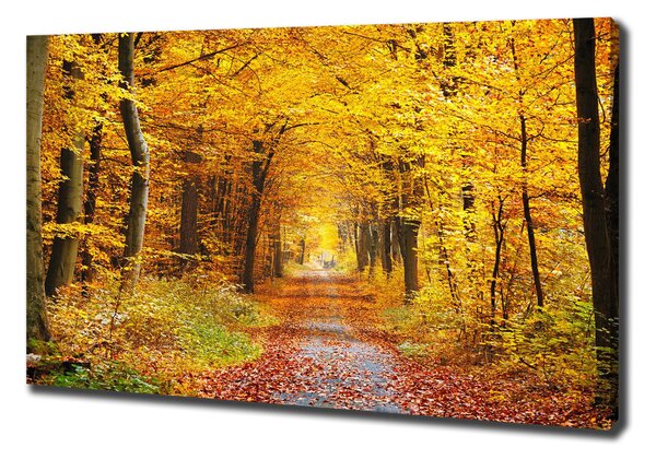Tablou canvas pădure în toamna