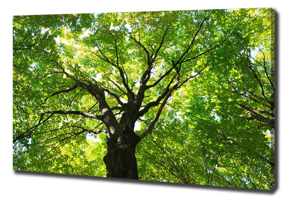 Tablou pe pânză canvas Pădure verde