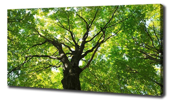 Tablou pe pânză canvas Pădure verde
