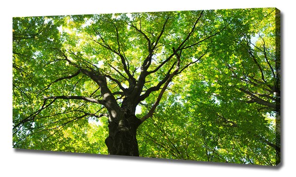 Tablou pe pânză canvas Pădure verde